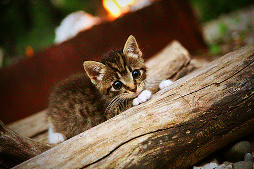 电竞选手心理健康支持体系建立,保障职业生涯,电子竞技心理