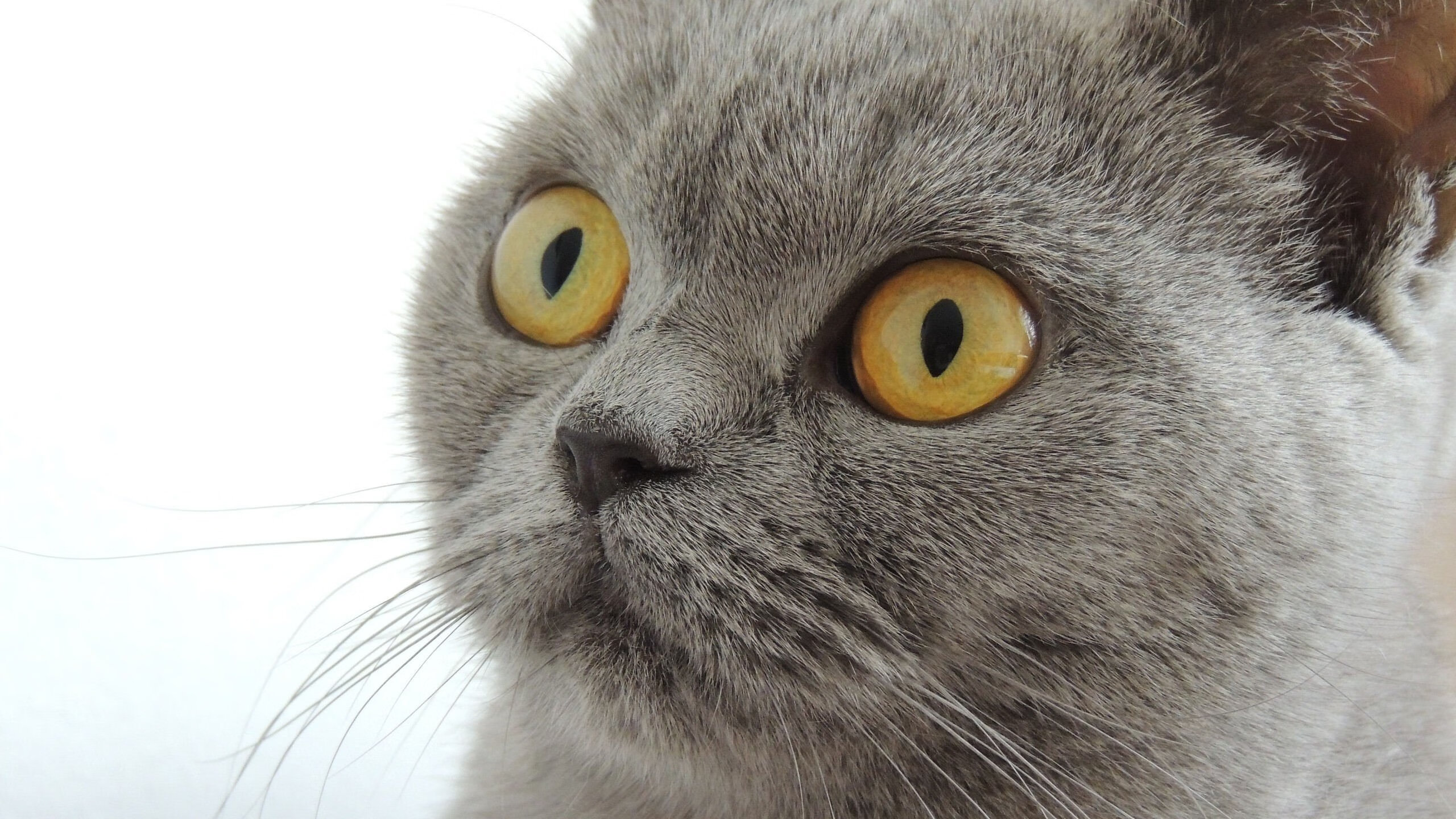 英超逆袭,教练称满意球队,2021英超各队现任教练都是谁