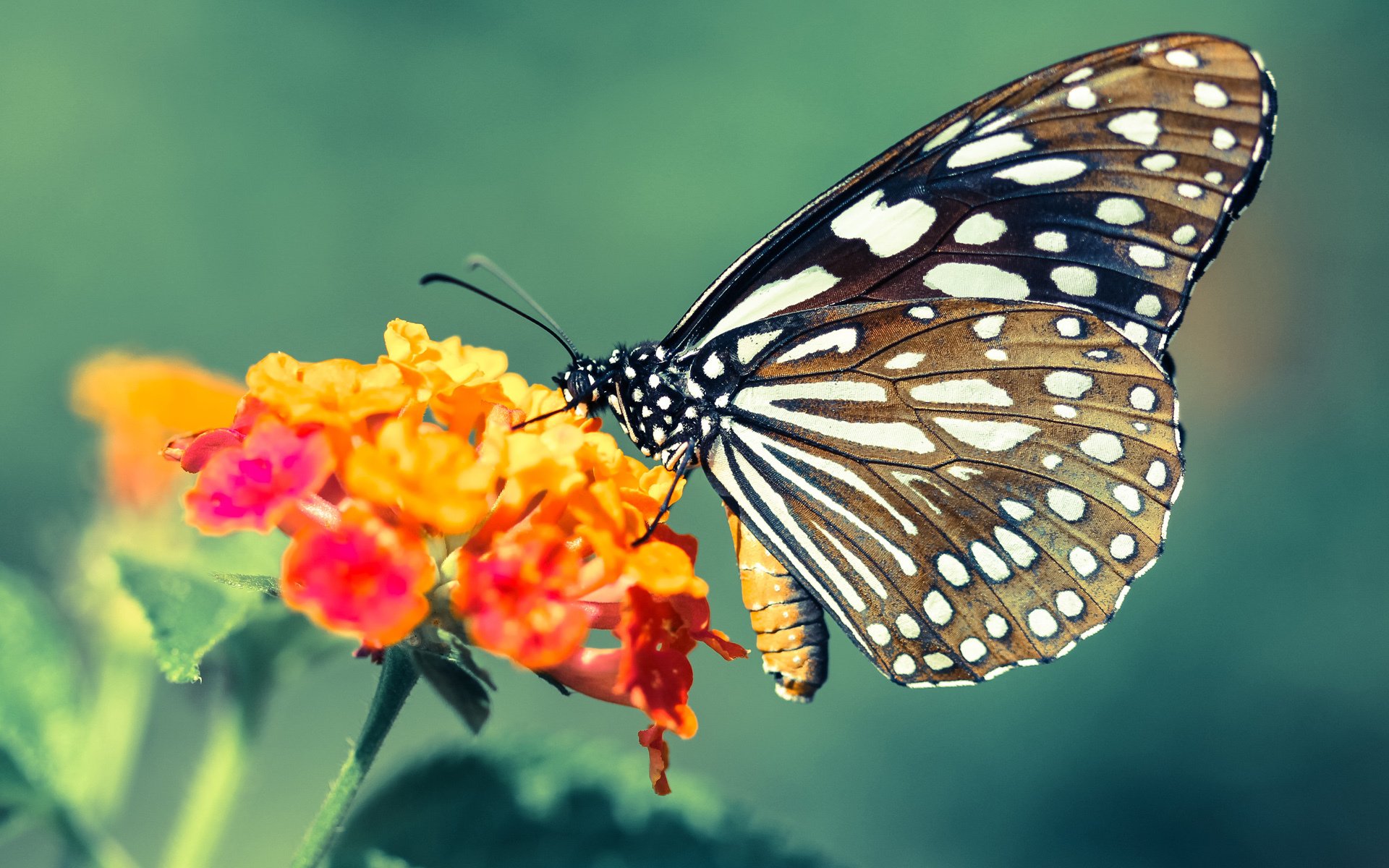 kaiyun体育app-赛场上的“最强防守者”排行榜：谁能扛起球队的最后一道防线？