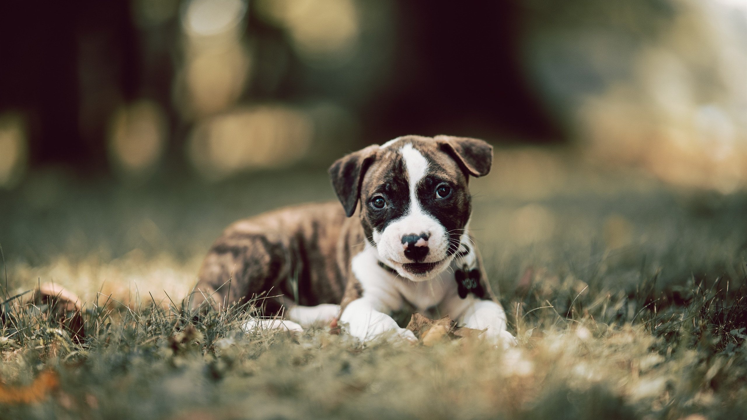 开云网页版-CBA新赛季赛程公布，球迷翘首以待观赛盛宴，cba新赛季赛程安排规则