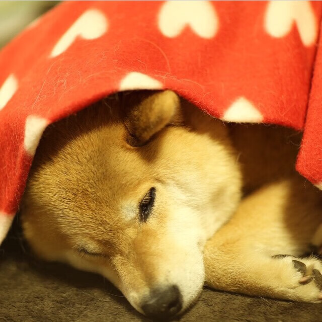 中国围棋协会发布围棋教练员培训计划,中国围棋协会教练员证