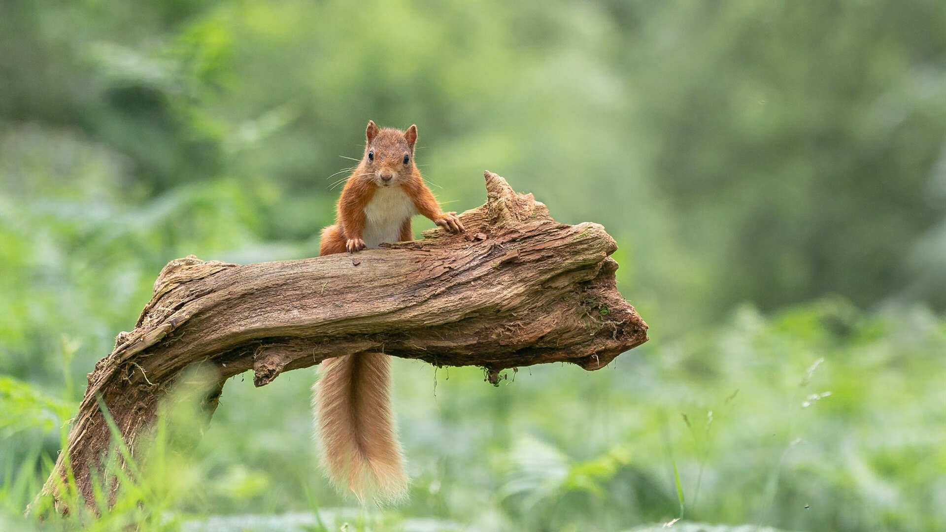 kaiyun登录入口-南美球队再次征战国际赛事，引爆激情对决，南美足球联赛