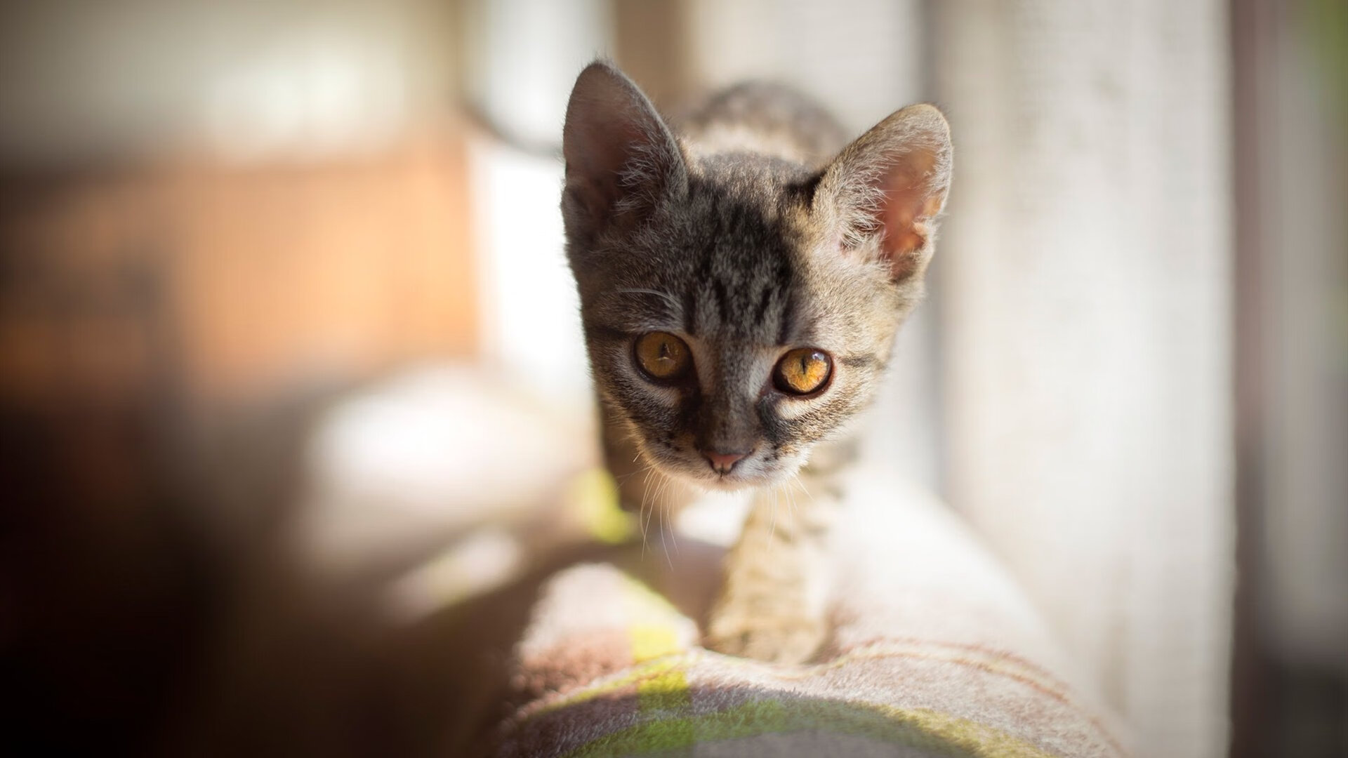 斯洛伐克队对阵匈牙利：波兰遭遇运气不佳出局，斯洛伐克对波兰结果