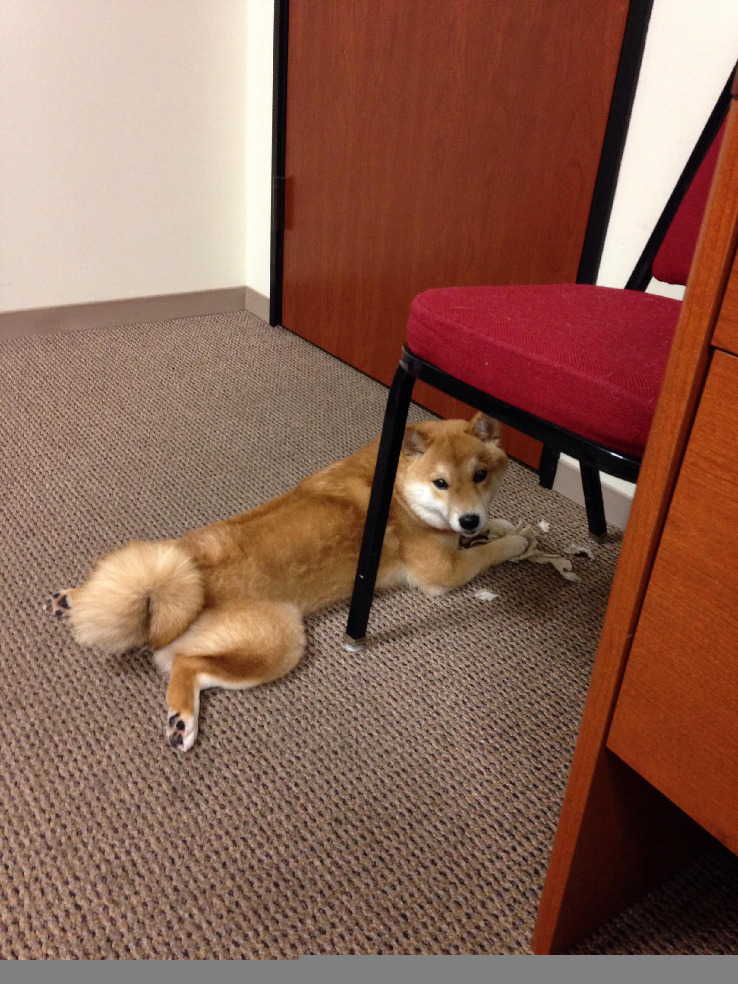 世界体操世界杯新规则首次应用,国际体联体操世界杯