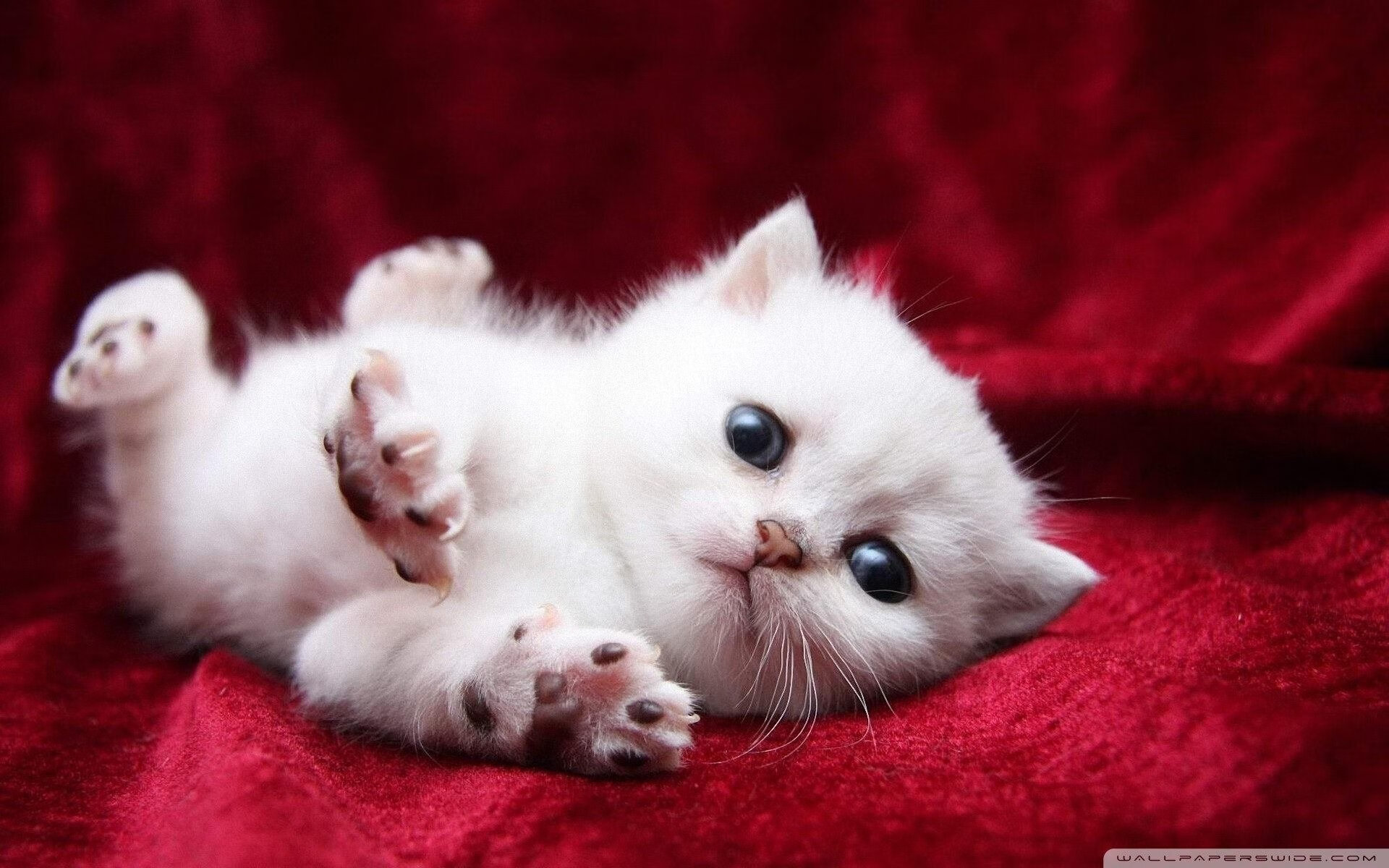 开云网站-中国女篮防守反击策略调整及时，中国女篮战术