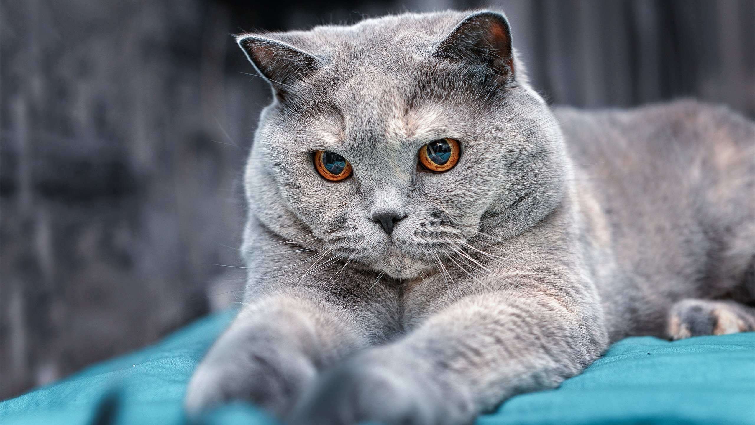 亚洲杯中国女足战胜 球员发挥出色,亚洲杯中国女足战胜 球员发挥出色的是谁