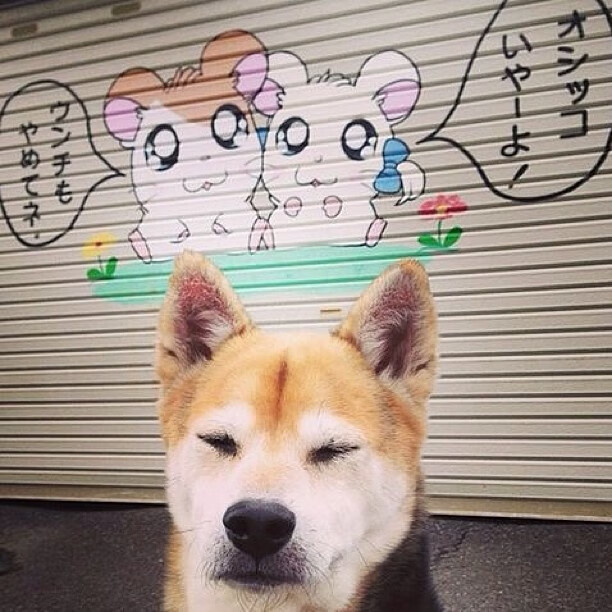 开云网站-蛙泳起跳与入水配合分析，蛙泳跳水出发规则