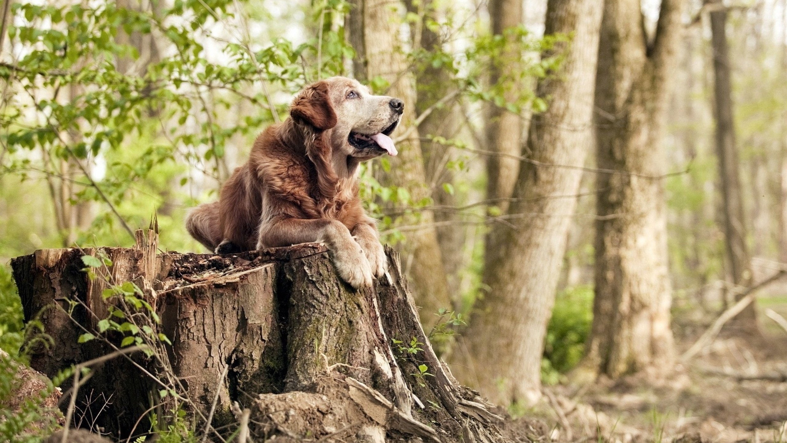 开云网页版登录入口-赫罗纳快速反击成为致胜手段，赫罗纳比赛
