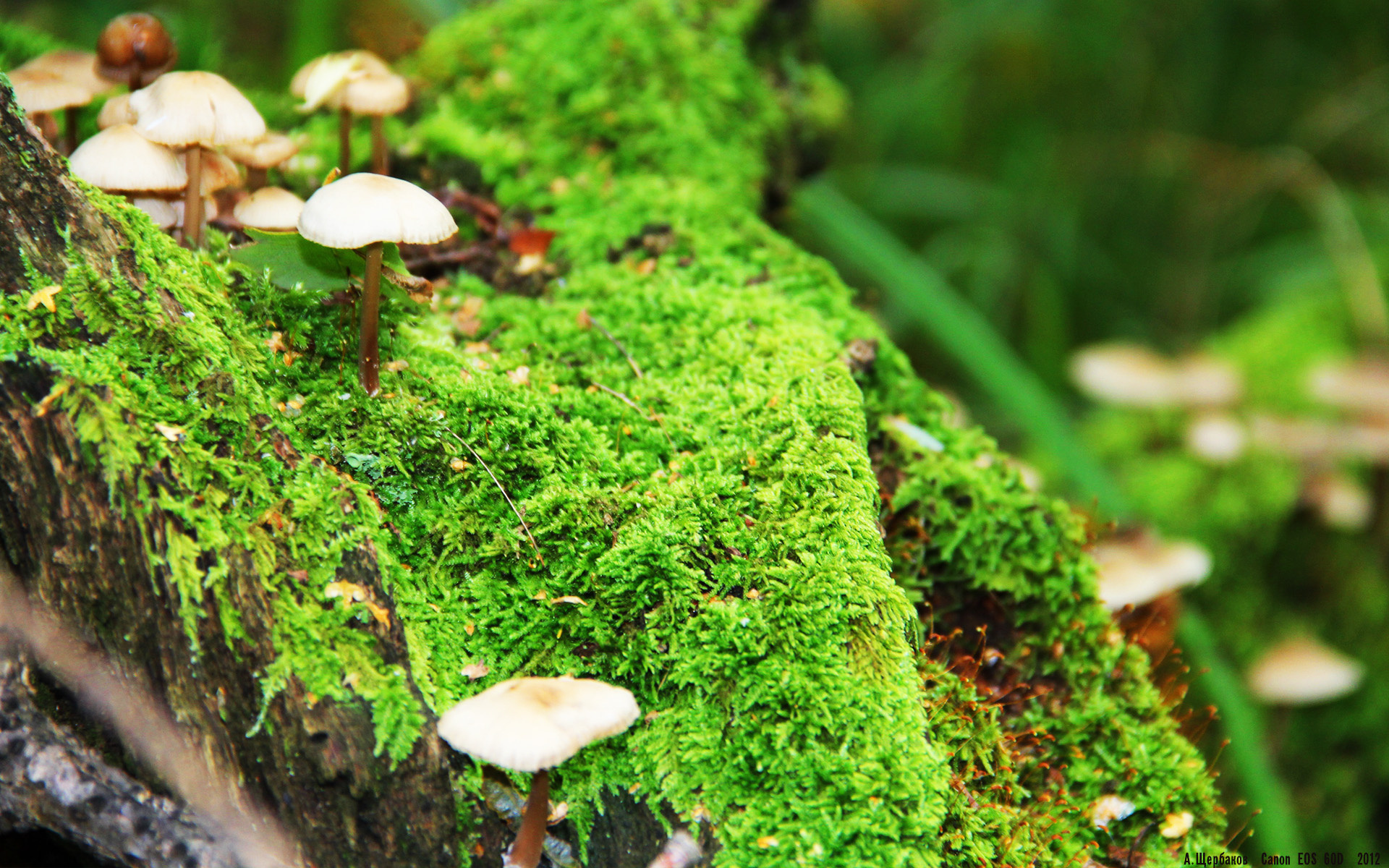 青训成果在职业联赛中转换率偏低,青训算职业选手吗