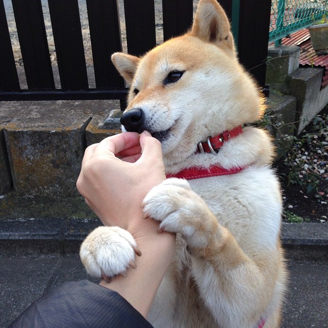 开云官方-德甲逆境中崛起：场上逆转成就传奇瞬间，德甲不胜记录