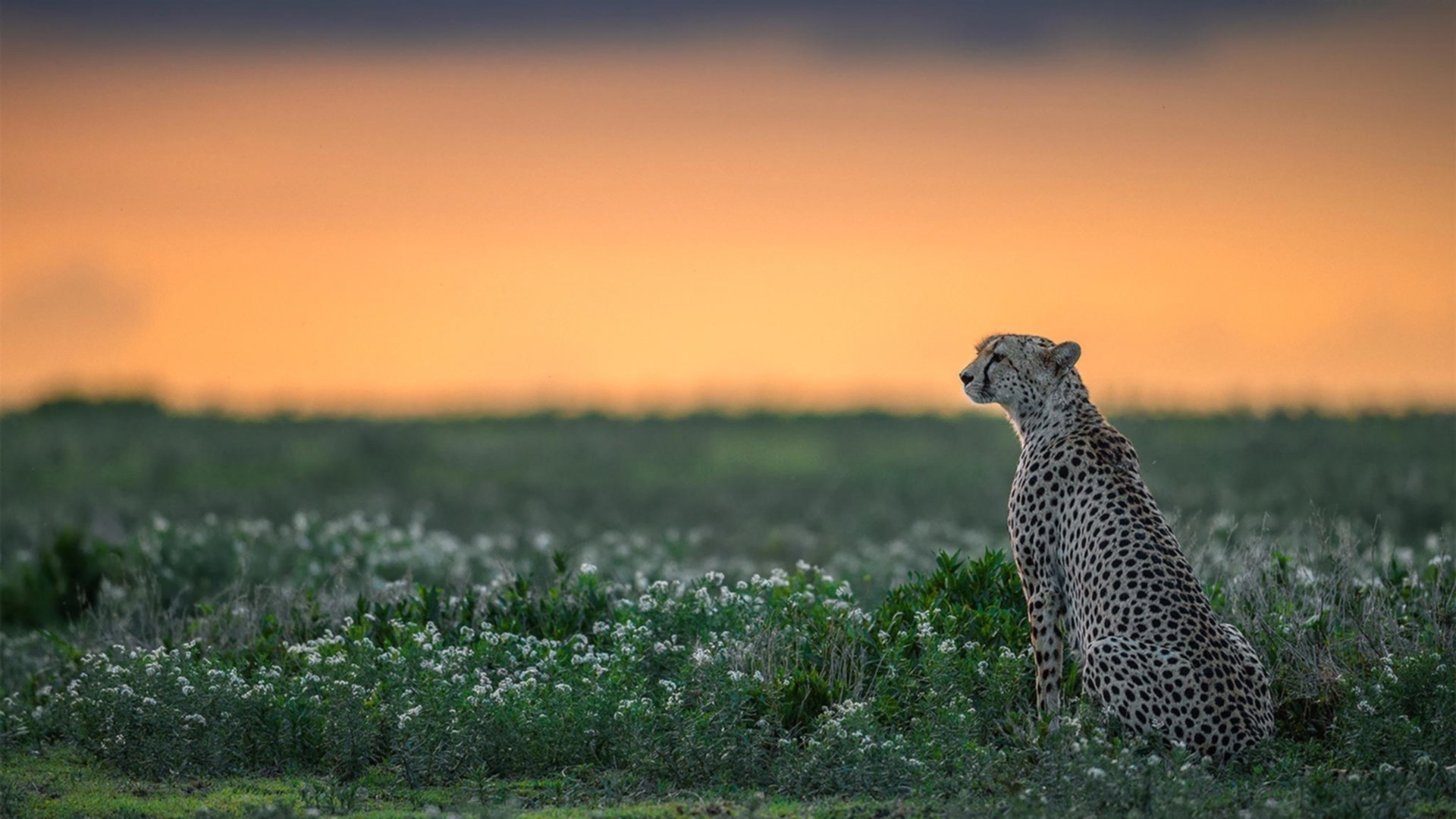 开云·体育官网-篮网官宣小前锋赛季报销补强迫在眉睫，篮网季前赛阵容